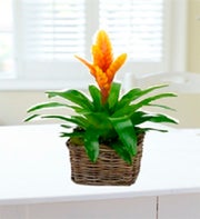 Bromeliad