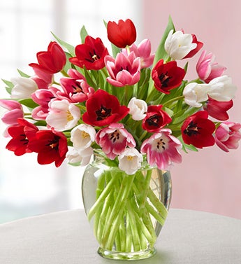 Sweetest Love Tulips 15-30 Stem + Bear & Chocolate