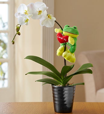 Love Ya Orchid