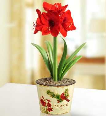 Holiday Traditions Amaryllis