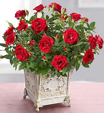 Royal Red Rose for Sympathy