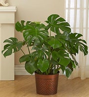 Philodendron Monstera Floor Plant