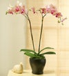 /Kaleidoscope Phalaenopsis Orchid