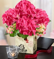 Chic Pink Hydrangea