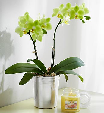 Happy Birthday Wishes Orchid