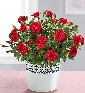 Royal Red Rose