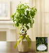 Babies First Dogwood Tree