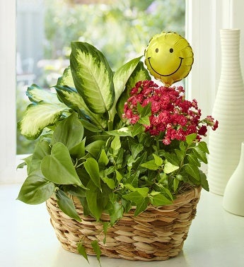 Get Well Garden
