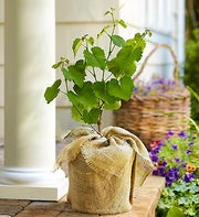 Grape Vine Bush