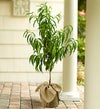 Peach Tree