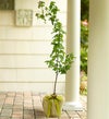 Red Maple Tree