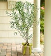 Willow Tree