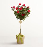 Knockout Rose Tree