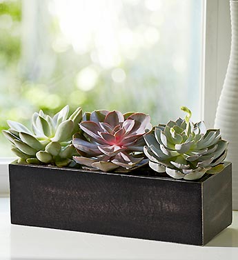 /Window Box Succulent Plant