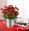 Elegant Red Rose Plant