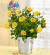 Congratulations Rose Plant