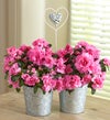 Double Hearts of Blooms