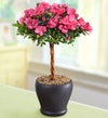 Hot Pink Azalea Topiary