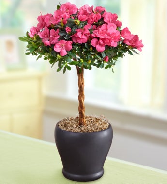 Hot Pink Azalea Topiary