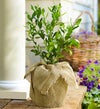 Blueberry Bush for Sympathy