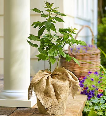 Raspberry Bush for Sympathy