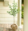 Apple Tree for Sympathy