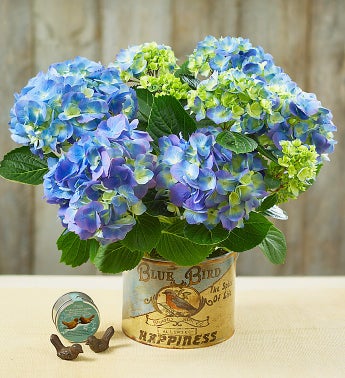 Blue Bird of Happiness from 1800FLOWERS.COM