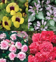 Proven Winners� Shade Garden 4-Pack