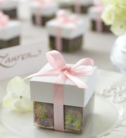 Pink Ribbon Oak Tree Seedlings