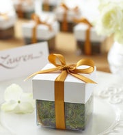 Bronze Ribbon Oak Tree Seedlings