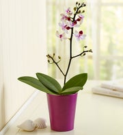 Summer Orchid