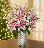 Candy Cane Lilies