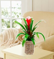 Guzmania