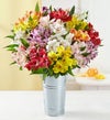 Gemstone Peruvian Lilies, 50-100 Blooms