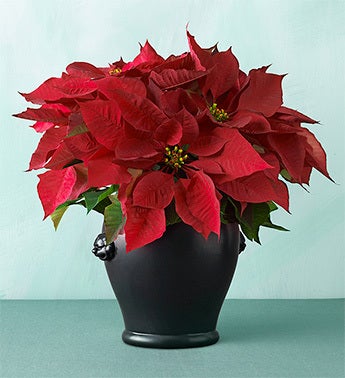 red poinsettia in skylands foo dog planter