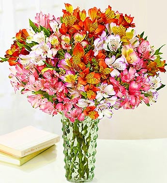 100 Blooms of Peruvian Lilies