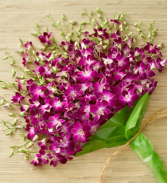 Exotic Breeze Dendrobium Orchids from 1800flowers.com