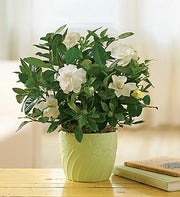 1800Flowers