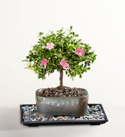 Azalea Bonsai