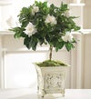 gardenia plant in white washed footed planter