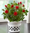 Full of Love Red Rose