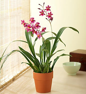 Sensuous Oncidium Orchid