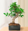 Golden Gate Ficus Bonsai