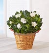 Cherished Gardenia
