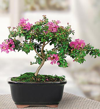 Crepe Myrtle Ficus Bonsai
