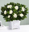 Grand Gardenia For Sympathy