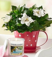Pink Polka Dot Teacup Gardenia graphic