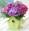 Bird House of Blooms�