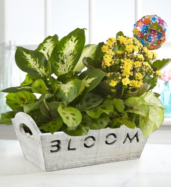 Birthday Flowers Flower Bouquets And Birthday Flower Gifts