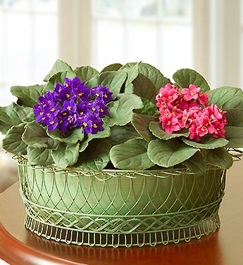 Cottage Garden